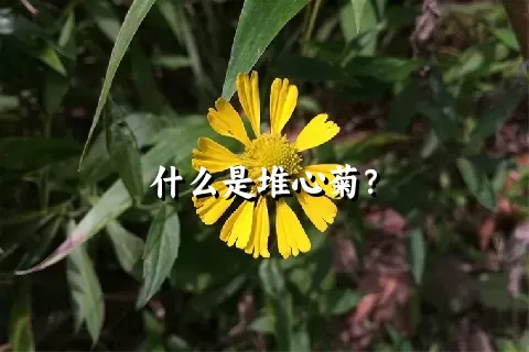 什么是堆心菊？