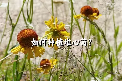 如何种植堆心菊？