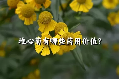 堆心菊有哪些药用价值？