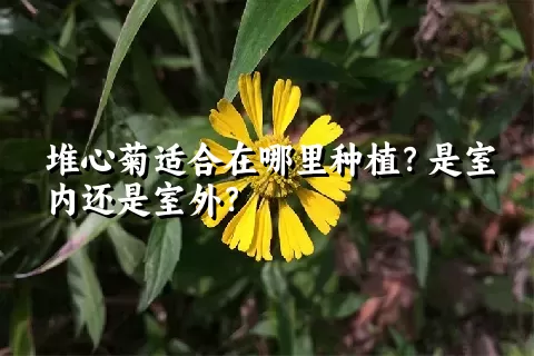 堆心菊适合在哪里种植？是室内还是室外？