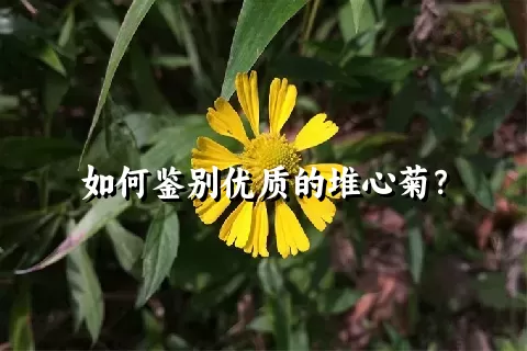 如何鉴别优质的堆心菊？