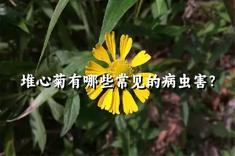 堆心菊有哪些常见的病虫害？