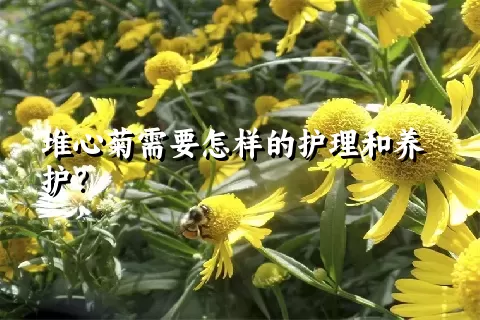 堆心菊需要怎样的护理和养护？