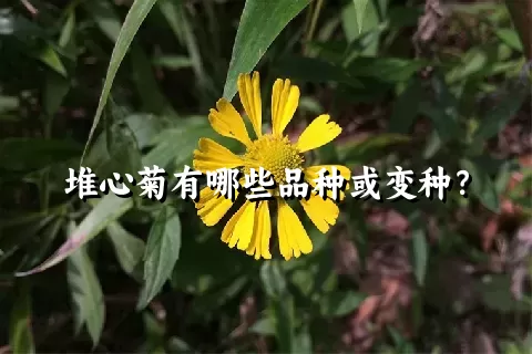 堆心菊有哪些品种或变种？