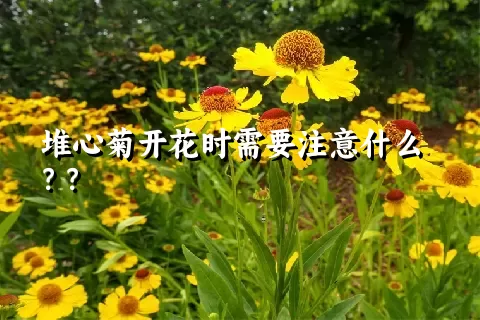 堆心菊开花时需要注意什么 ？？