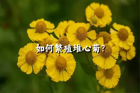 如何繁殖堆心菊？