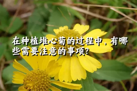 在种植堆心菊的过程中，有哪些需要注意的事项？