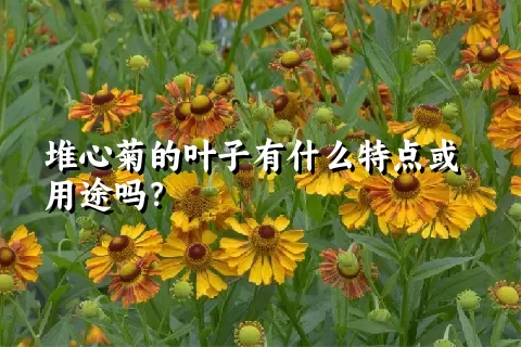 堆心菊的叶子有什么特点或用途吗？