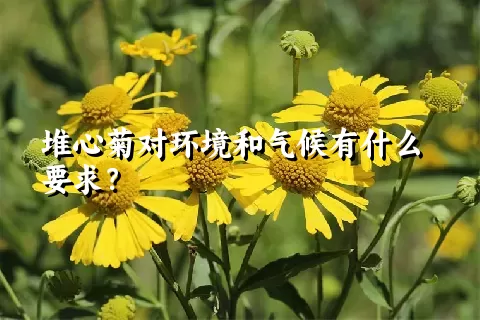 堆心菊对环境和气候有什么要求？