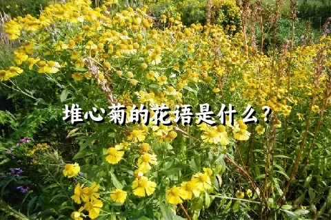 堆心菊的花语是什么？