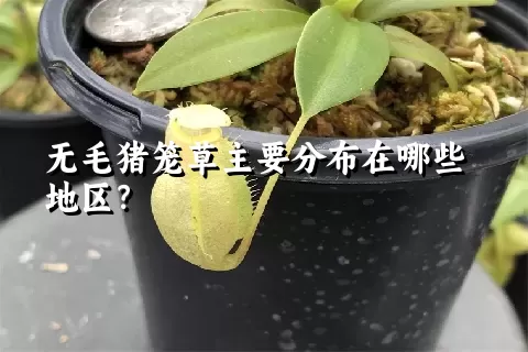 无毛猪笼草主要分布在哪些地区？