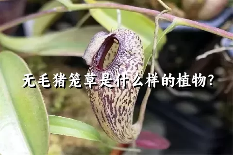 无毛猪笼草是什么样的植物？