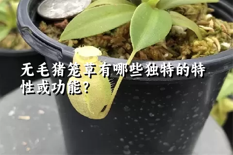 无毛猪笼草有哪些独特的特性或功能？