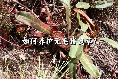 如何养护无毛猪笼草？