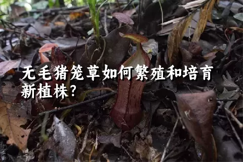 无毛猪笼草如何繁殖和培育新植株？