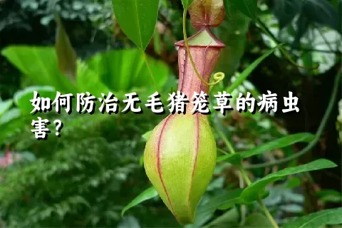 如何防治无毛猪笼草的病虫害？