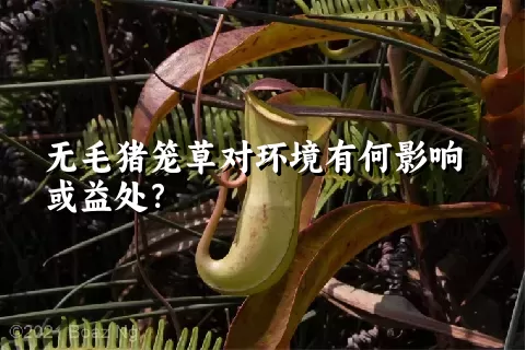 无毛猪笼草对环境有何影响或益处？