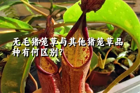 无毛猪笼草与其他猪笼草品种有何区别？