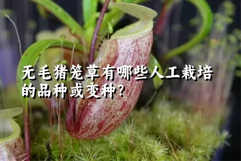 无毛猪笼草有哪些人工栽培的品种或变种？