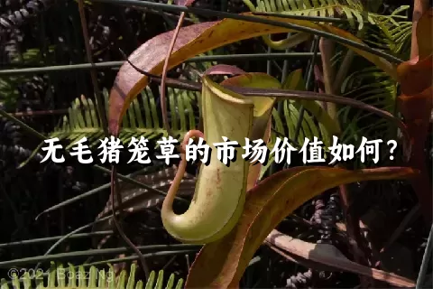 无毛猪笼草的市场价值如何？