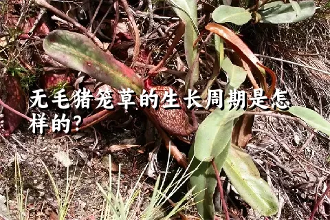 无毛猪笼草的生长周期是怎样的？