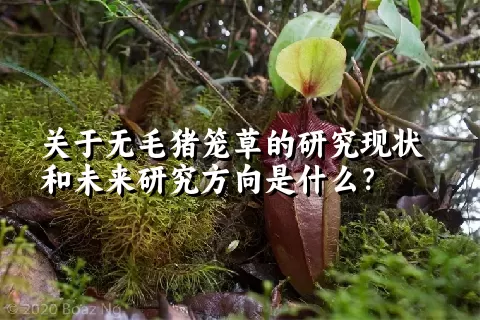 关于无毛猪笼草的研究现状和未来研究方向是什么？