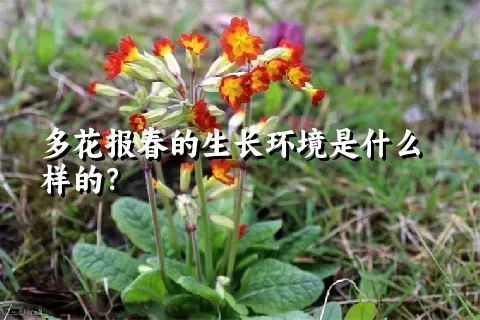 多花报春的生长环境是什么样的？