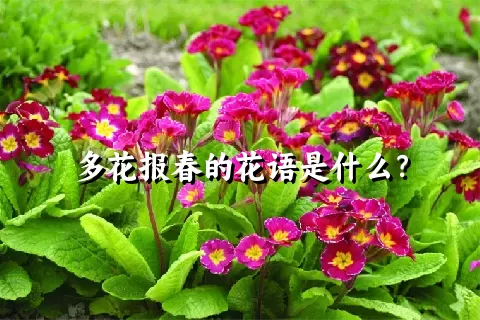 多花报春的花语是什么？