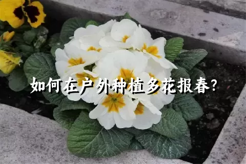 如何在户外种植多花报春？