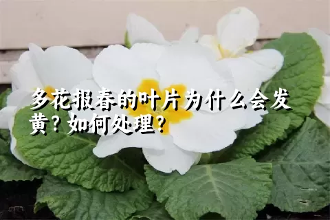 多花报春的叶片为什么会发黄？如何处理？