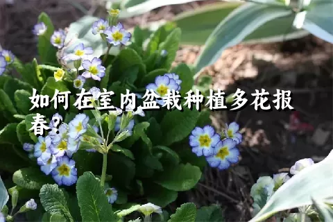 如何在室内盆栽种植多花报春？