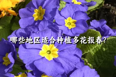 哪些地区适合种植多花报春？