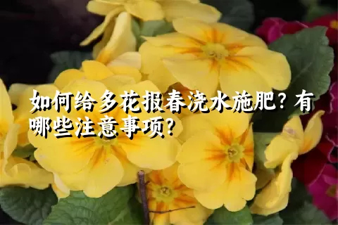 如何给多花报春浇水施肥？有哪些注意事项？