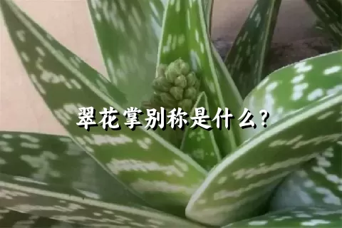 翠花掌别称是什么？