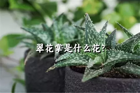 翠花掌是什么花？