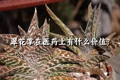 翠花掌在医药上有什么价值？