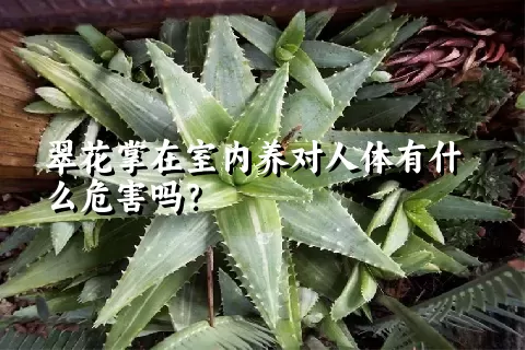 翠花掌在室内养对人体有什么危害吗？