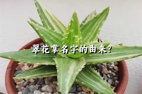 翠花掌名字的由来？