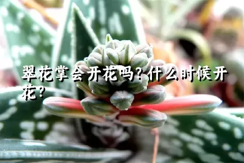 翠花掌会开花吗？什么时候开花？