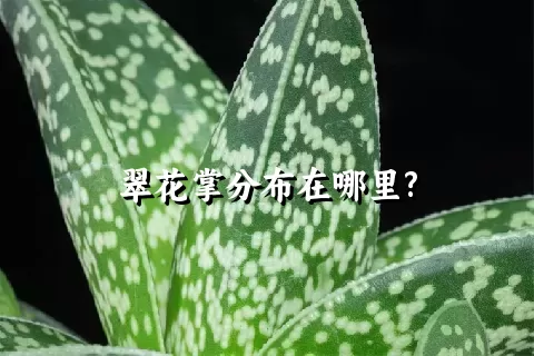 翠花掌分布在哪里?