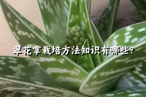 翠花掌栽培方法知识有哪些？