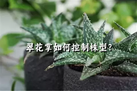 翠花掌如何控制株型？