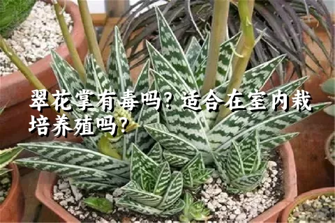 翠花掌有毒吗？适合在室内栽培养殖吗？