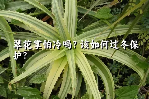 翠花掌怕冷吗？该如何过冬保护？