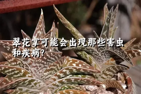 翠花掌可能会出现那些害虫和疾病？