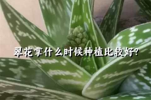 翠花掌什么时候种植比较好？