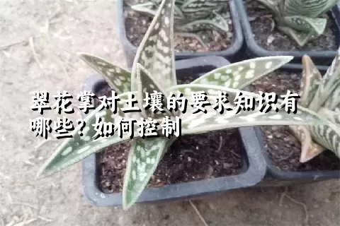 翠花掌对土壤的要求知识有哪些？如何控制