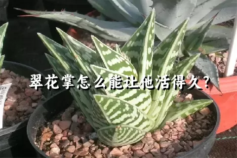 翠花掌怎么能让他活得久？