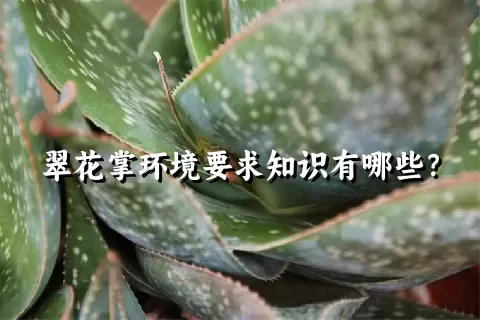 翠花掌环境要求知识有哪些？