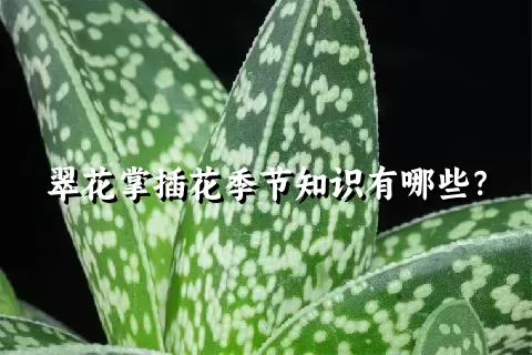 翠花掌插花季节知识有哪些？